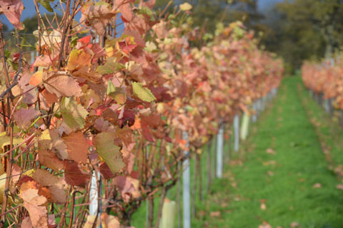 Autumn colour in the vineyard