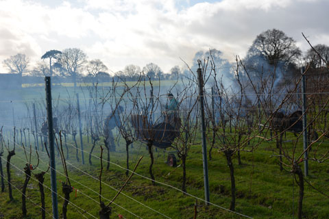 Vineyard Pruning in February